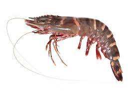 Crevettes Tigre Noires Fraîches de Haute Qualité en Boîte – En Stock, Livraison Rapide, Meilleur Prix Disponible, Commandes en Gros, Achetez Maintenant - Product Image 6