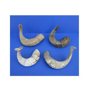 Décor de table utiliser Shofar corne fait à la main fabriqué à la main véritable corne de mouton 100% fait à la main meilleure qualité corne de mouton Table de fête ont été utilisés - Product Image 6