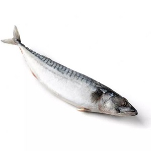 Prix du chinchard congelé Rond entier Hgt Rond Scad Fish Land Iqf Frozen Pacific Mackerel Boîte de 20kg - Product Image 5
