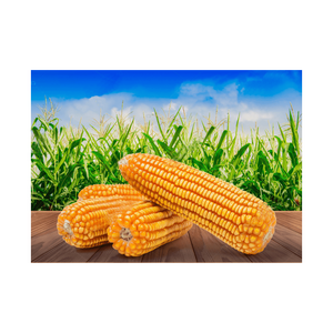 Maïs jaune bien séché, adapté aux usines d'alimentation commerciales - Product Image 4