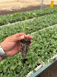 Professional premium quality seed substrate for seedling for cutting tobacco and ornamental <b>plants</b> germination - Product Image 3