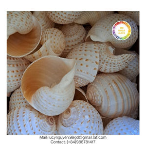 เปลือกหอยและหอยทากธรรมชาติรับประกันคุณภาพจัดส่งเร็วส่งตรงจากผู้ผลิตสำหรับงานฝีมืออาหารสัตว์หรือการตกแต่ง - Product Image 6