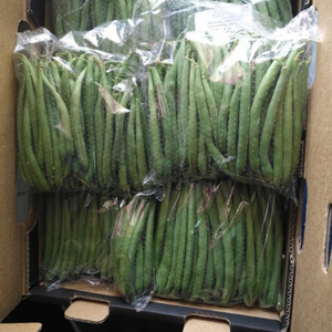 Fresh Green Beans New Crop in Egypt With Cheap Price