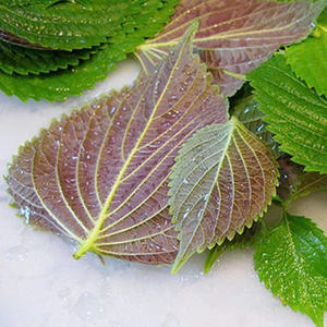 Fresco y limpio: Hoja de perilla Premium de Vietnam, excelencia de exportación - Product Image 4