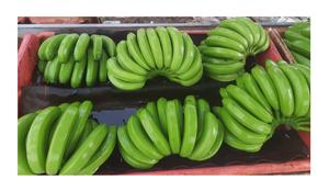 BANANAS CAVENDISH VERDES DE ALTA CALIDAD CON BUEN PRECIO DE MERCADO DESDE AL POR MAYOR 99GD VIETNAM - Product Image 5