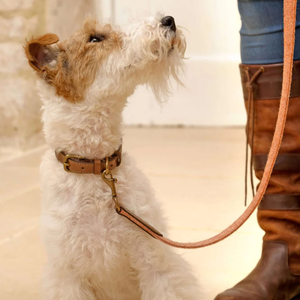 Elegante Collar de Cuero Premium para Perro con Acabado de Tachuelas, Diseño Simple y Lujoso, para Perros Pequeños y Grandes, Duradero, Transpirable y Ecológico - Product Image 2