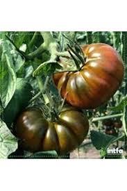 Semi di 2000 giganti semi di pomodoro villaggio olandese semi sostenibili al dettaglio all'ingrosso