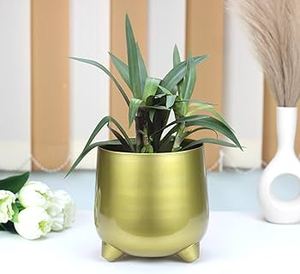Récipient en métal personnalisable porte-pots décoratifs avec support antirouille pot de jardinière doré robuste enduit de poudre - Product Image 5