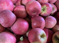 Hoge kwaliteit premium verse appels, snelverkopende geassorteerde verse appels