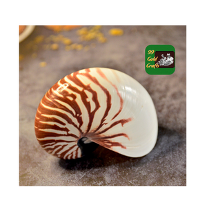 Conchas marinas NAUTILUS, gran oferta, conchas marinas naturales pulidas de Vietnam, conchas decorativas de alta calidad para exportación - Product Image 6
