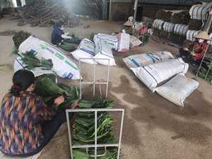BEST PRICE NATURAL DRIED BAMBOO LEAVES VIETNAM WRAP <b>ROLL</b> DECORATION FROM <b>BLUE</b> LOTUS MS AMELIA +84855014447 - Product Image 2