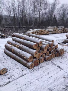 ไม้สนเนื้ออ่อนคุณภาพพรีเมี่ยมส่งออก Pinus silvestris ท่อนไม้กลม - Product Image 4