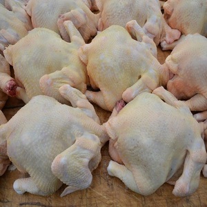 Cuerpo de carne de aves de corral de pollo entero congelado fresco de calidad superior Entrega rápida Compre ahora Proteína saludable rica y nutritiva - Product Image 4