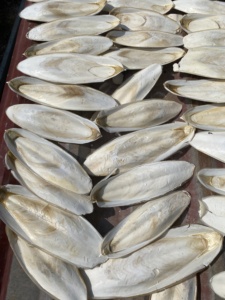 Oferta Especial: Calamar y Hueso de Sepia Orgánicos Secos 100% Naturales, Golosinas para Loros, OEM/ODM en Vietnam - Product Image 4
