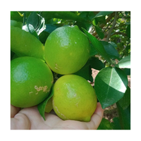 Citron frais sans pépins du Vietnam / Citron vert frais de 6 cm de diamètre, citron vert sans pépins du Vietnam pour l'exportation