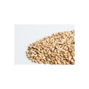 Semillas de cebada de calidad de exportación mantenido en reserva para envíos a granel confiables y flujo comercial - Product Image 3