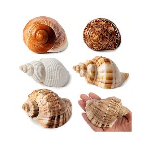 Figuras de Conchas Marinas Hechas a Mano de Primera Calidad para Exhibición Diaria y para Utilizar como Únicos Recipientes para Guardar Llaves y Monedas - Product Image 4