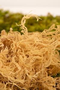 Musgo de mar sazonado recién seco | Fuente del océano de Vietnam | Embalado en bolsa de PP con cuidado - Product Image 6