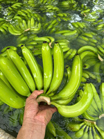 Vietnam Verse Cavendish Banaan Groene Banaan Exportleveranciers Van Vietnam Blue Lotus Goedkope Prijs 2025