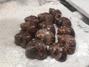 Coquille d'ormeau de haute qualité-Coquillage pour la décoration du Vietnam-Prix de gros le moins cher-Prêt en stock-Échantillon disponible - Product Image 4