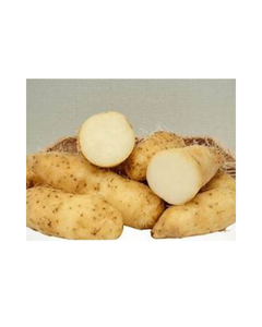 REBANADAS DE RAÍZ DE YAM BLANCO CONGELADO PREMIUM/FUENTE DE PLANTA PURA/SIN ADITIVOS/TECNOLOGÍA DE CONGELACIÓN LIMPIA - Product Image 1