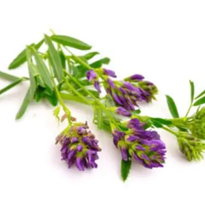 LUCERNA PREMIUM PARA ALIMENTACIÓN ANIMAL ALTO CONTENIDO DE PROTEÍNAS FIBRAS Y SALUD DIGESTIVA - Product Image 4