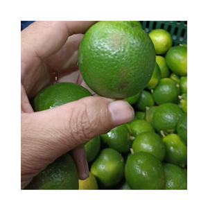 Lima verde fresca Origen de Vietnam con sabor agrio natural Piel brillante Alto volumen de jugo Ideal para cocinar Bebidas Té y exportación - Product Image 1