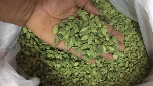 สินค้าใหม่ ราคาโรงงาน ผลิตภัณฑ์จากฟาร์มธรรมชาติ ผู้ส่งออก 100% พรีเมียม ขายส่ง กระวานเขียวแห้ง แบรนด์ตามสั่ง ผลิตในสหรัฐอเมริกา อายุ 2 ปี - Product Image 5