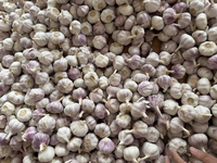 Ail frais blanc et rouge de nouvelle récolte, 5 cm, 25 kg, Chine, durée de conservation de 2 ans, à vendre