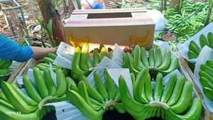 Venta al por mayor de Bananas frescas Cavendish de calidad, fabricantes personalizados de bananas en todo el mundo - Product Image 5