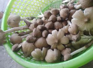 เห็ดปลวกเวียดนาม, ส่วนผสมอาหารรสเลิศระดับพรีเมียม - Product Image 4