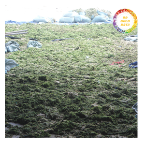 Poudre d'algues marines du Vietnam de qualité commerciale pour les applications d'alimentation animale et alimentaire en vrac - Product Image 3