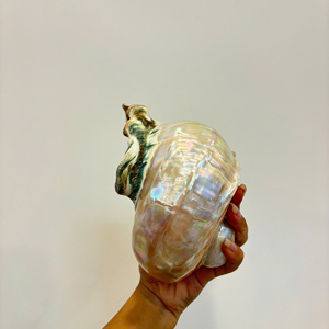 เปลือกหอยขนาดต่างๆสำหรับการทำเทียนตกแต่งสบู่และงานฝีมือแบบทำมือจากเวียดนาม - Product Image 3