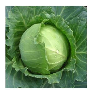 Chou Vert Frais Biologique de Haute Qualité 20kg Portugal à Bas Prix - Product Image 1