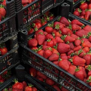 Fresas Frescas, Bayas Rojas Dulces, Venta al por Mayor de Fábrica, Fresas Naturales - Product Image 5