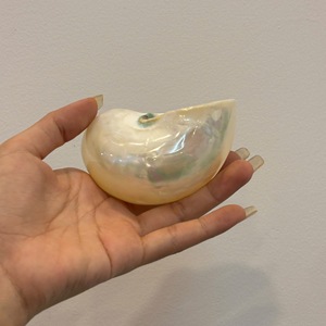 Material decorativo de concha marina de Vietnam, material natural crudo del océano para centros de mesa, eventos de fiesta de boda y estilismo para el hogar - Product Image 5