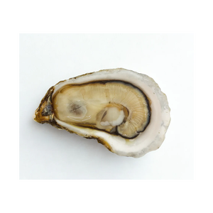 Ostras Kaki Frescas de Granja de Alta Calidad con Concha, Precio Bajo, Paquete a Granel de 25 kg, Almacenamiento Congelado - Product Image 6