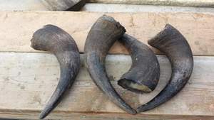 Cornes de buffle originales à vendre Parfaites pour les projets d'artisanat rustique Sculpture sur corne et meubles décoratifs - Product Image 4