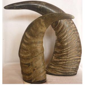 Cuerno de búfalo y Punta de cuerno de búfalo personalizados de buena calidad a la venta a granel/Punta de cuerno de búfalo y buey de calidad natural a la venta a precio - Product Image 1