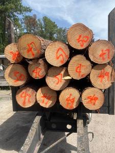 Construction Grade <b>Pine</b> Timber <b>Logs</b> Premium Photo of <b>Pine</b> Wood from Coniferous <b>Trees</b> during Logging - Product Image 4