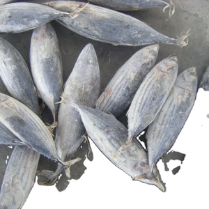 Organic 10kg Skipjack Tuna Fish Frozen Whole <b>Box</b>/Bag/Bottle Packaging Includes Fillet Part Skipjack - Product Image 1