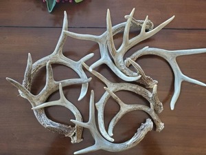 Calidad GradeRed Deer Antler Capital Altura 104 CM Muy fuerte Deer Antlers Deer para la venta - Product Image 5