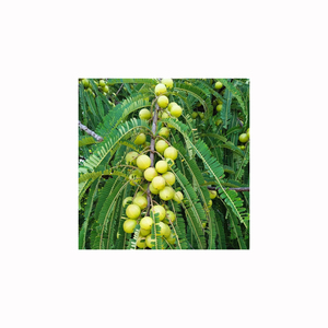 Amla orgánica de alta calidad, fruta fresca para procesamiento herbal, productos de salud, supermercados y compradores al por mayor - Product Image 1