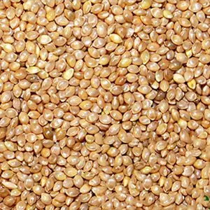 优质的baryard小米，优质的SORTEX质量最适合人类食用，以健康的生活方式
