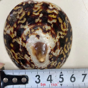 Concha de Limpet Premium de Vietnam, Concha Marina Natural Hecha a Mano, Opción de Exportación a Granel - Product Image 1