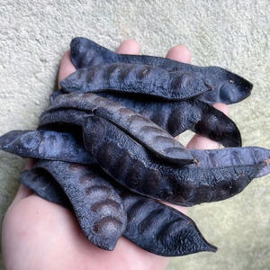 Langosta negra de alta calidad al por mayor, buen precio, langosta del mejor fabricante vietnamita - Product Image 1