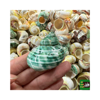 Grandes Coquilles de Hermit Crab Polies à Motifs Floraux, Conques Marines Naturelles Taille 3" 4.7", Turbo Jade, Décoration de Plage Portable, Artisanat pour Jeux Aquatiques