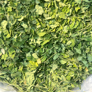 Feuilles de Moringa séchées, fraîches des fermes, vente en gros disponible, exportation mondiale - Product Image 1