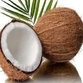プレミアム品質の新鮮な若いココナッツ/セミハスクココナッツ/高品質の新鮮な若いココナッツ