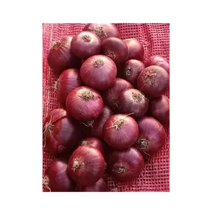 Fresh Red Onions New Harvest Wholesale Seasoned Foods spices big Egypt onions Top Grade